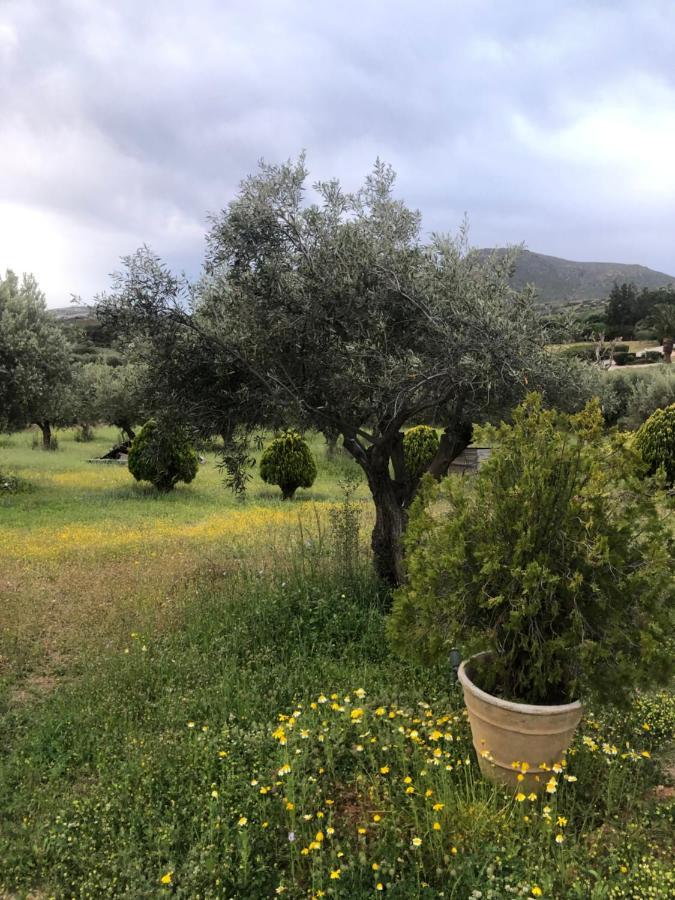 Olive Grove Casa de hóspedes Anavyssos Exterior foto