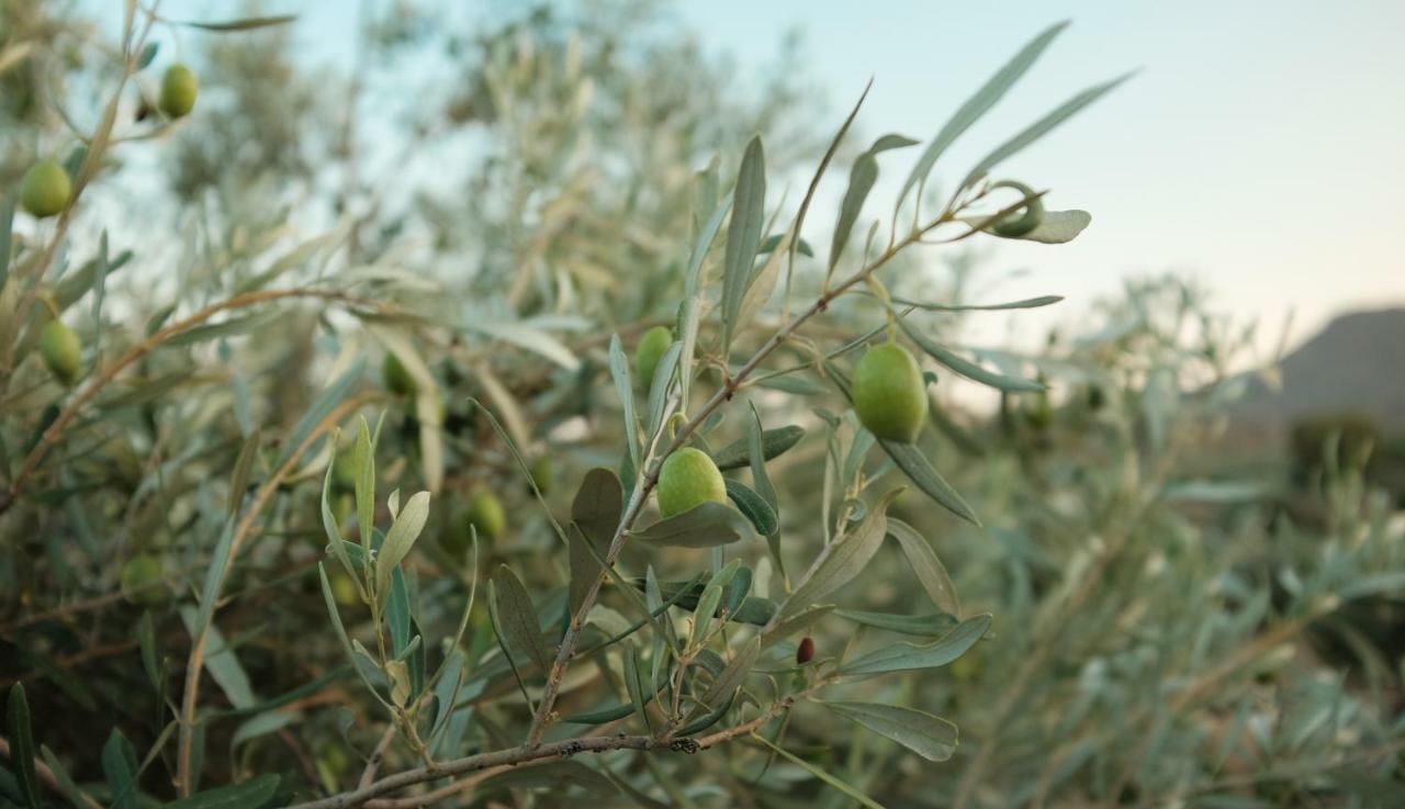 Olive Grove Casa de hóspedes Anavyssos Exterior foto